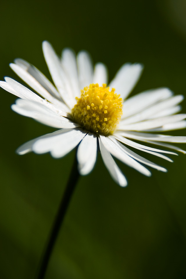 kyabram-daisy